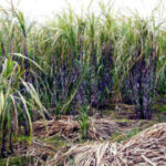 10 Health Benefits Of Sugarcane