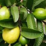 Paw-paw Leaf