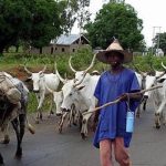 Fulani Herdsmen, Cattle