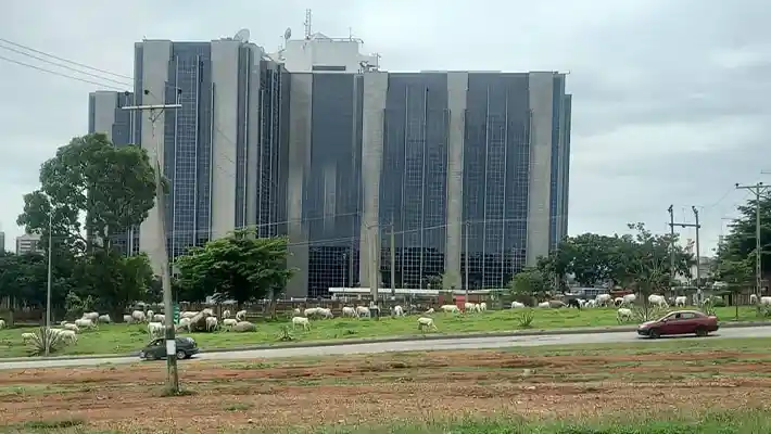 Fulani herdsmen defy Wike, grazing cows a few meters away from Aso Villa