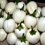 health benefit of garden egg for fertility