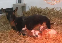 Curiosity as Goat gives birth to half-human in Kwara Goat allegedly gives birth to half-human in Kwara