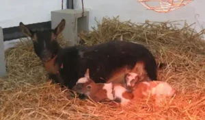 Curiosity as Goat gives birth to half-human in Kwara