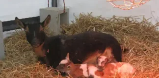 Curiosity as Goat gives birth to half-human in Kwara Goat allegedly gives birth to half-human in Kwara