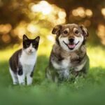 elderly-woman-leaving-$2.8m-inheritance-to-pets-after-kids-didnt-visit-when-she-was-ill
