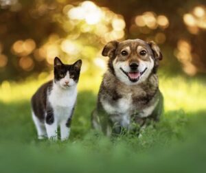 Elderly Woman Leaving $2.8M Inheritance To Pets After Kids Didnt Visit When She Was Ill