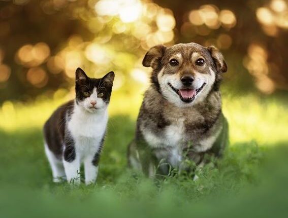 elderly-woman-leaving-$2.8m-inheritance-to-pets-after-kids-didnt-visit-when-she-was-ill