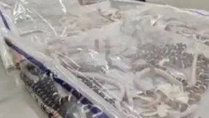 Man Caught Smuggling Over 100 Live Snakes In His Trousers