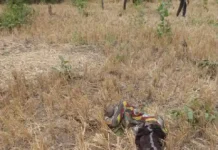 BREAKING: Armed Herdsmen Resume Attacks On Enugu Community, Kill Three Farmers, Injure Others Armed Herdsmen Attack Enugu Community, Kill Three Farmers, Destroy Crops