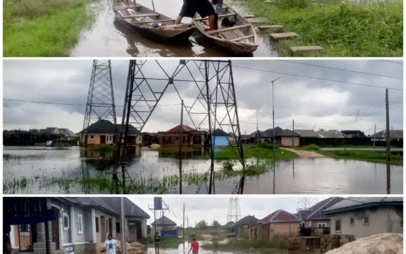 Sapele Is Drowning. The Excuses Have Run Out